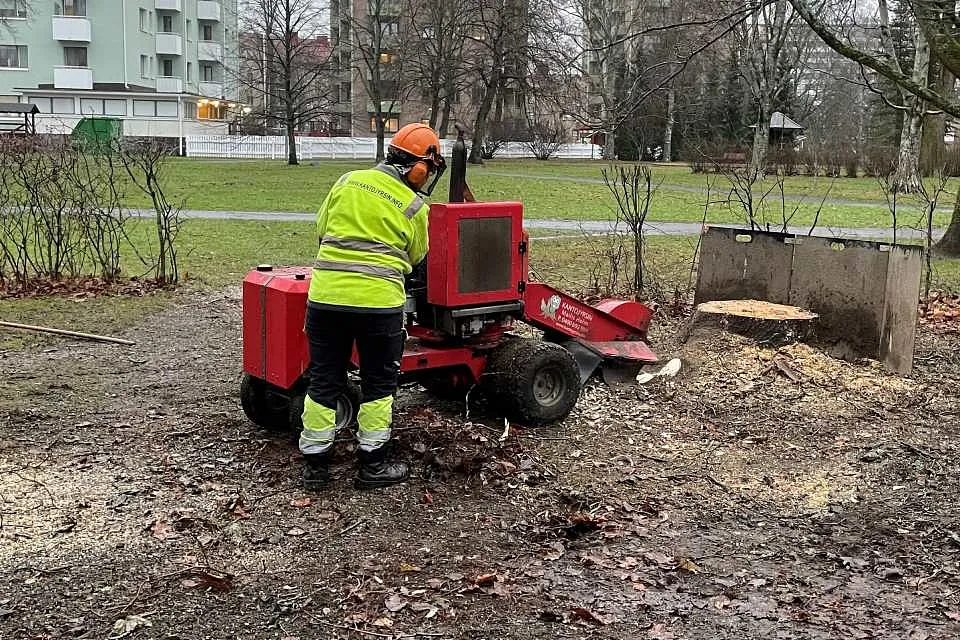 Puun kaato taloyhtiön pihalla